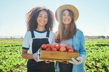 Agriculture, women and tomatoes harvest on farm for food...