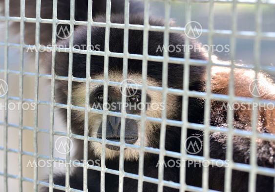 gibbon in cage