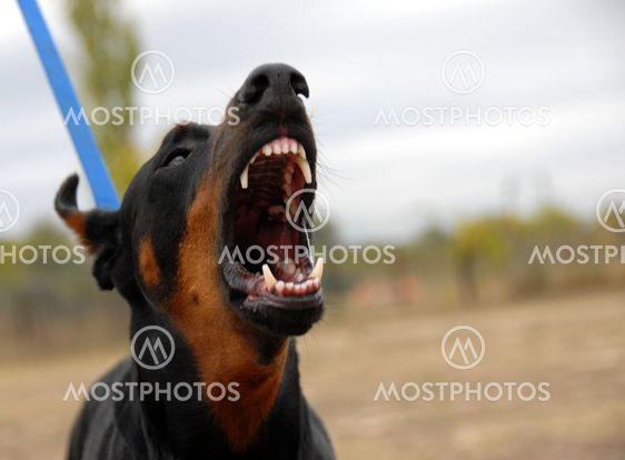 dangerous doberman