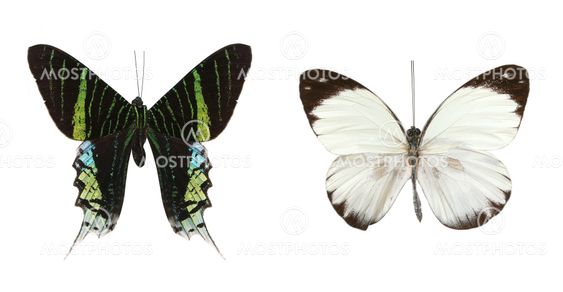 Colorful butterflies