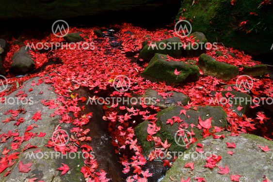 Red maple leaf during fall