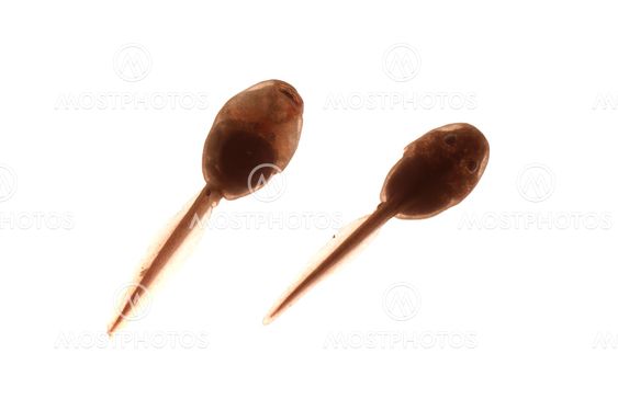 tadpole