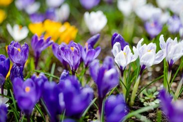 Blooming crocus flowers in the park. Spring landscape.
