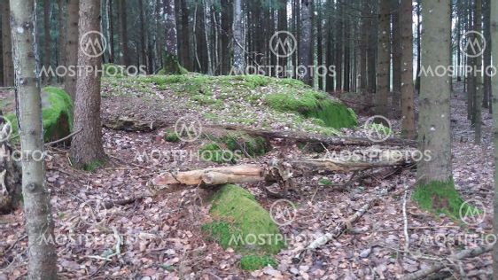 Svensk natur i skogsmiljö (Sweden)