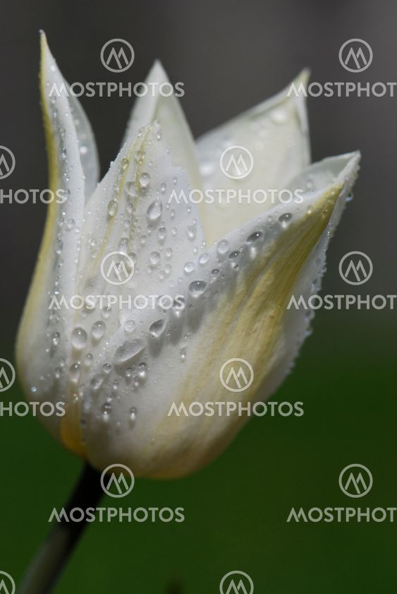 After the rain 2