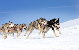 dog sledding on the snow