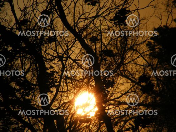 Sunset through the trees