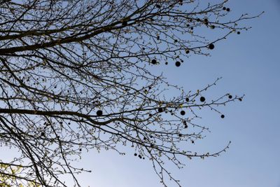sycamore tree against the blue sky in the spring season