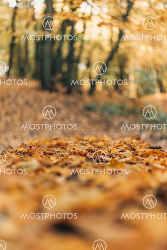 selective focus fallen golden leaves