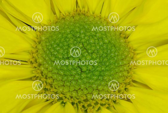 Macro flower center