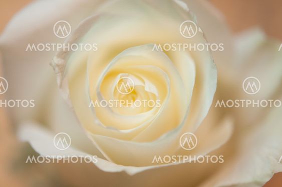 White Rose