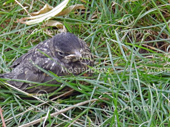 Fledgling robin in the grass