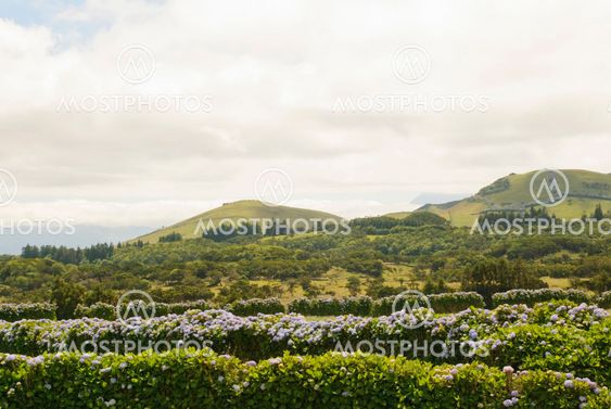 Pastrue landscape, Sao Jorge