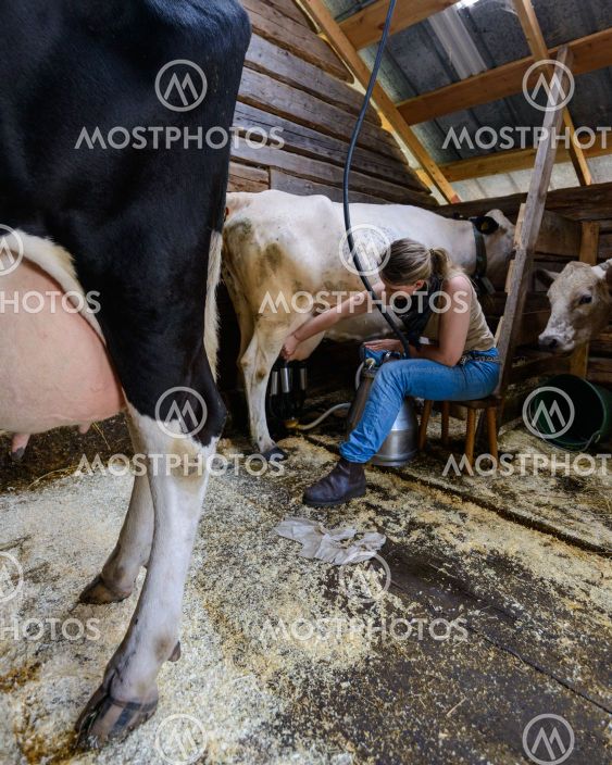 Woman milking cow, Arvselen, Dalarna, Malung-Sälen kommun