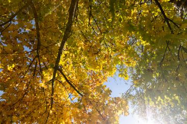 yellow maple foliage on branches in sunny autumn weather