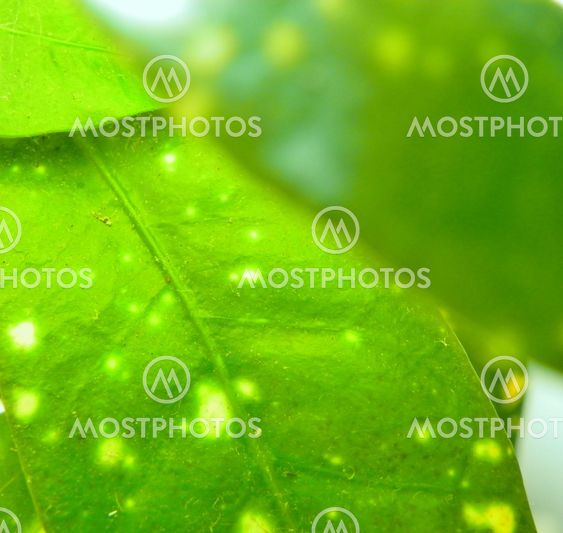 Leaves in morning light