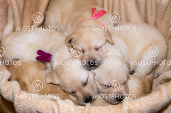 Labrador puppies sleeping