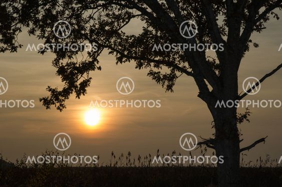 Lonely tree at sunset