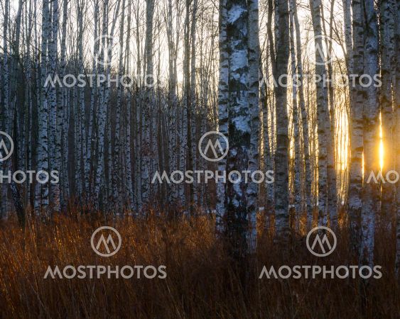 Sunrise through a dense birch forest