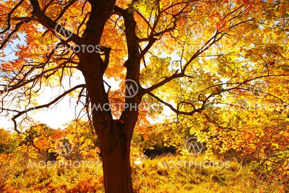 Beautiful Autumn in the Park, Scotland