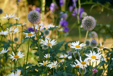 Globe thistle, flowers and nature with daisy in garden,...