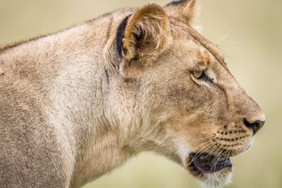 Side profile of a Lion.
