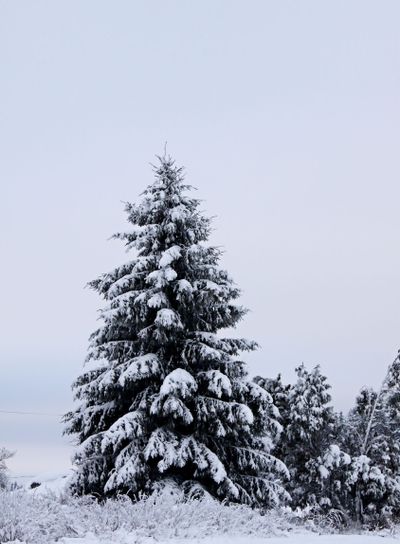 A lonely spruce tree with some juniper bushes in snowdrift