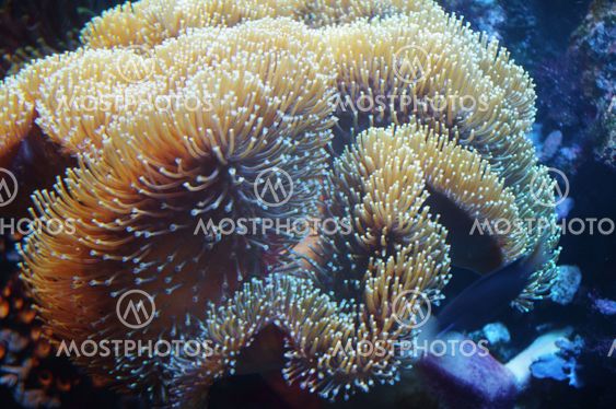 close up of sea anemon