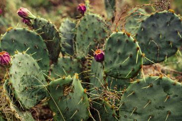 Vibrant purple flowers bloom on prickly pear cactus in a...
