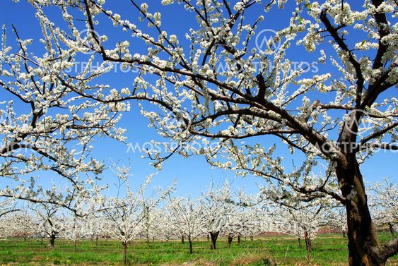 Apple orchard