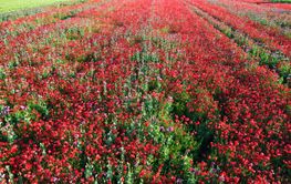 Aerial view of red poppy field