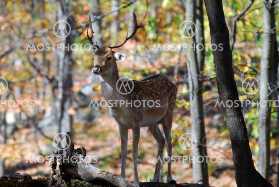 Fallow Deer (Dama dama)