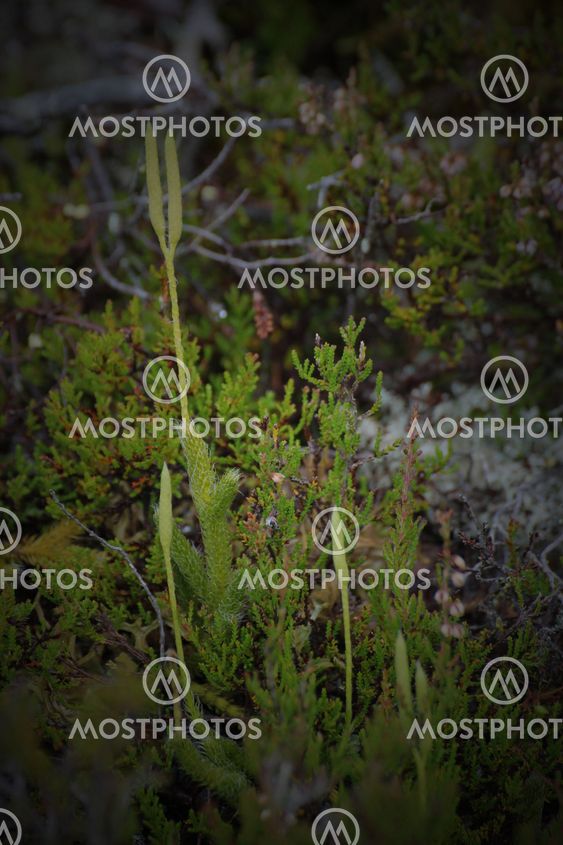 Wolfs-Foot Clubmoss