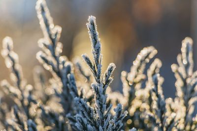 A small green juniper tree with white snow and frost and...
