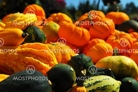 Pumpkins and gourds