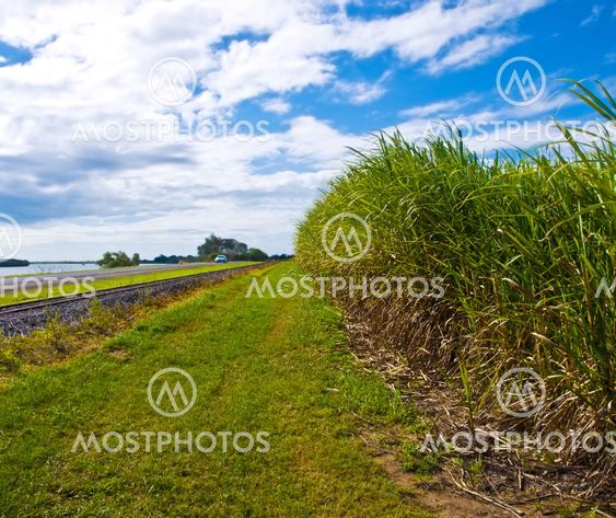 sugar cane used for ethanol biofuel in Australia