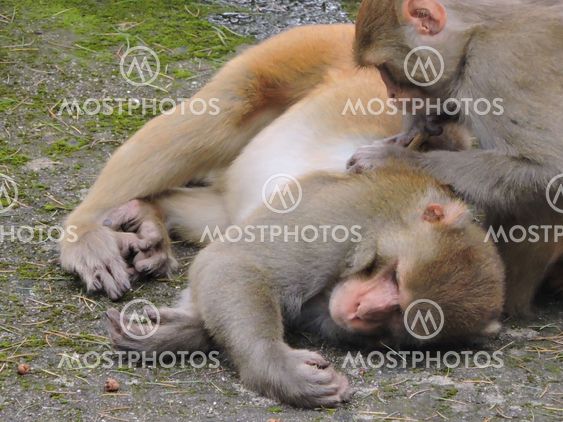 Rhesus Macaque Monkeys India