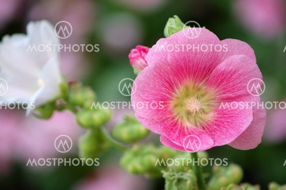Pink hollyhock (Althaea rosea) blossoms