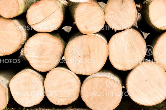 Spruce Logs Piled Up in Forest