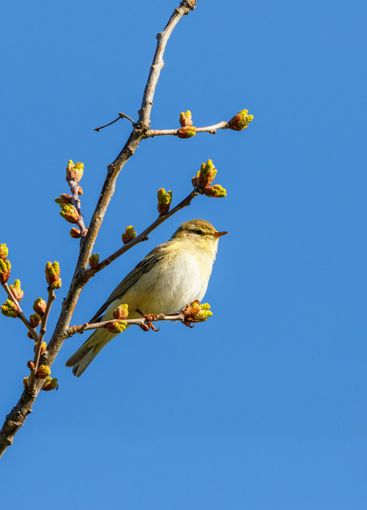 Willow warbler sitting on a tree branch