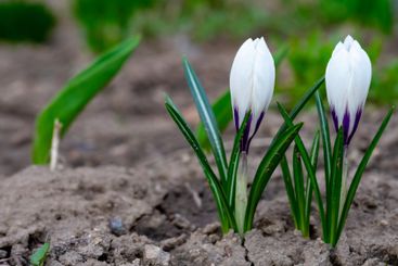 White crocuses blooming in early spring garden soil