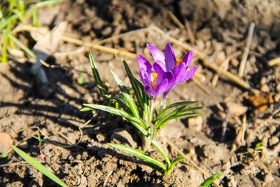 Purple crocus on early spring