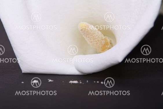 Calla lily