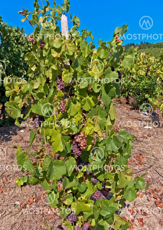 Grapevines