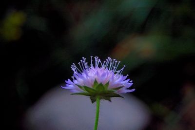 Fångar det sista ljuset