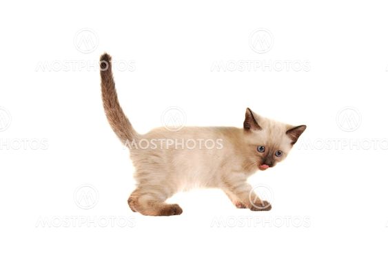 Siamese Kitten With Tongue Out on White
