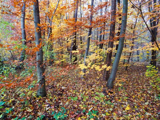 Forest in autumn