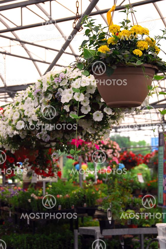 Greenhouse