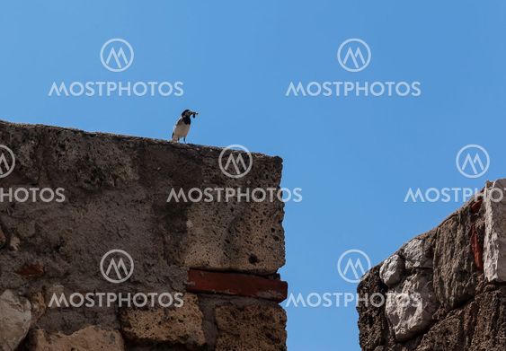 Bird hunter3