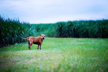 Sky, landscape and dog in nature, woods and peace for...